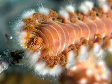 Bearded Fireworm - Hermodice carunculata - Bonaire