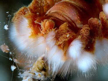 Bearded Fireworm - Hermodice carunculata - Bonaire