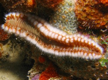 Bearded Fireworm - Hermodice carunculata - Bonaire