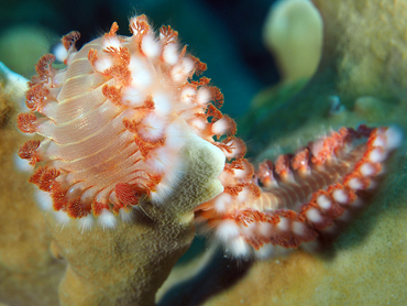 Bearded Fireworm - Hermodice carunculata - Bonaire