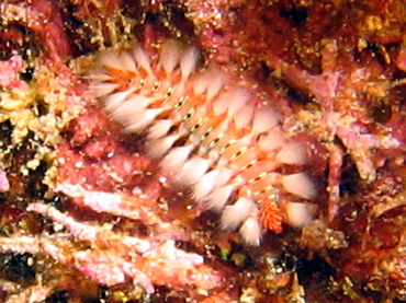 Bearded Fireworm - Hermodice carunculata - Roatan, Honduras