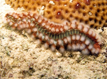 Bearded Fireworm - Hermodice carunculata - Grand Cayman