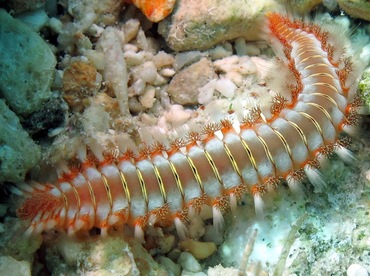 Bearded Fireworm - Hermodice carunculata - Cozumel, Mexico