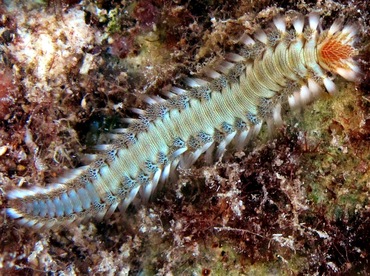 Bearded Fireworm - Hermodice carunculata - Cozumel, Mexico