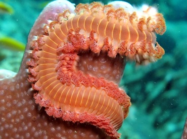 Bearded Fireworm - Hermodice carunculata - Bonaire