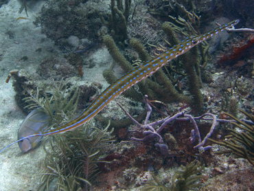 Cornetfish - Fistularia tabacaria - Palm Beach, Florida