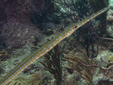 Cornetfish - Fistularia tabacaria - Palm Beach, Florida