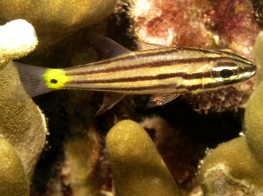 Fivelined Cardinalfish - Cheilodipterus quinquelineatus - Yap, Micronesia