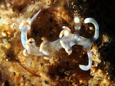 Bicolor Flabellina - Samla bicolor - Anilao, Philippines