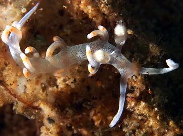 Bicolor Flabellina - Samla bicolor - Anilao, Philippines