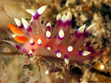 Desirable Flabellina - Coryphellina exoptata - Lembeh Strait, Indonesia