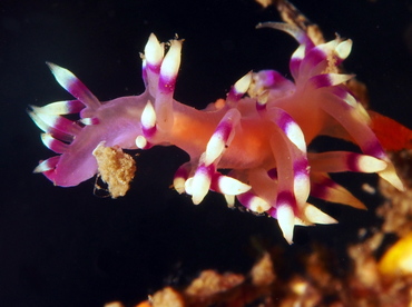 Desirable Flabellina - Coryphellina exoptata - Lembeh Strait, Indonesia