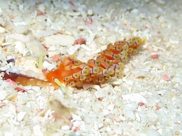 Purple-Ring Nudibranch - Coryphellina hamanni - Aruba