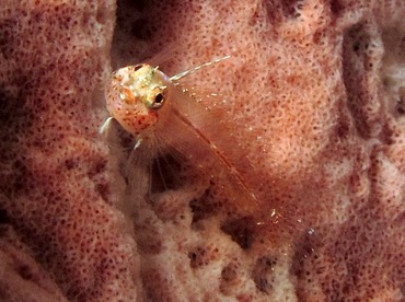 Flagfin Blenny - Emblemariopsis signifer - Cozumel, Mexico