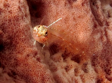 Flagfin Blenny - Emblemariopsis signifer - Cozumel, Mexico