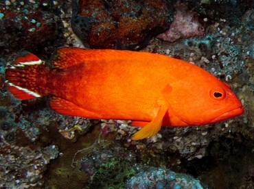 Flagtail Grouper - Cephalopholis urodeta - Palau