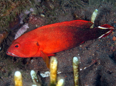 Flagtail Grouper - Cephalopholis urodeta - Bali, Indonesia