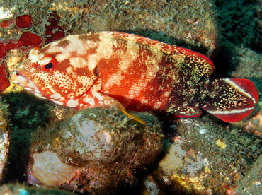 Flagtail Grouper - Cephalopholis urodeta - Bali, Indonesia