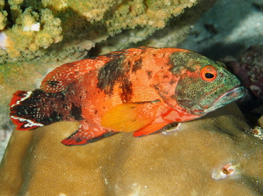 Flagtail Grouper - Cephalopholis urodeta - Palau