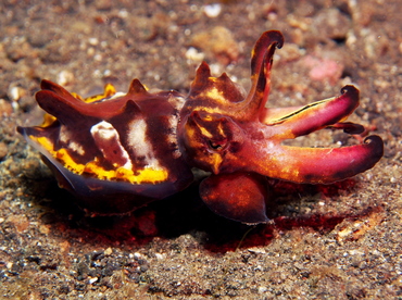 Flamboyant Cuttlefish - Metasepia pfefferi - Lembeh Strait, Indonesia