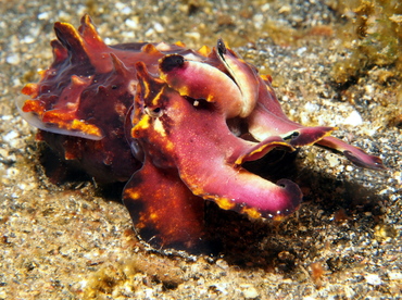 Flamboyant Cuttlefish - Metasepia pfefferi - Lembeh Strait, Indonesia