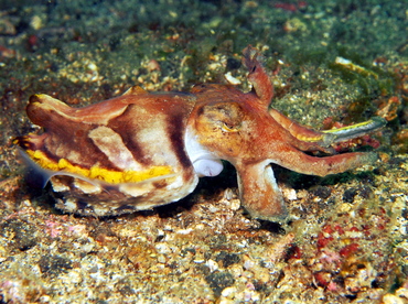 Flamboyant Cuttlefish - Metasepia pfefferi - Lembeh Strait, Indonesia