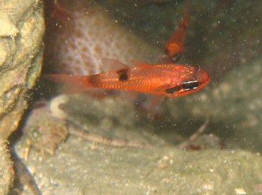 Flamefish - Apogon maculatus - Roatan, Honduras