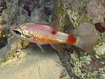 Flamefish - Apogon maculatus - Belize