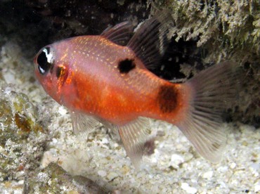Flamefish - Apogon maculatus - Belize