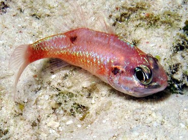 Flamefish - Apogon maculatus - Bonaire