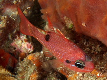 Flamefish - Apogon maculatus - Palm Beach, Florida