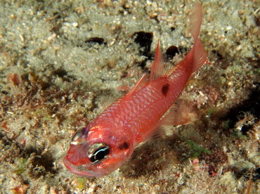 Flamefish - Apogon maculatus - Palm Beach, Florida