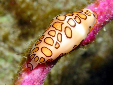 Flamingo Tongue - Cyphoma gibbosum - Grand Cayman