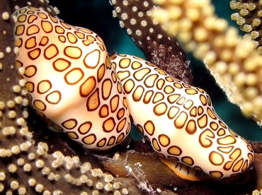 Flamingo Tongue - Cyphoma gibbosum - Bonaire