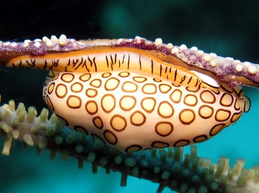 Flamingo Tongue - Cyphoma gibbosum - Bonaire