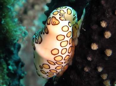 Flamingo Tongue - Cyphoma gibbosum - Bonaire