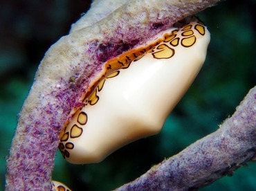 Flamingo Tongue - Cyphoma gibbosum - Cozumel, Mexico