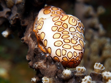 Flamingo Tongue - Cyphoma gibbosum - Turks and Caicos