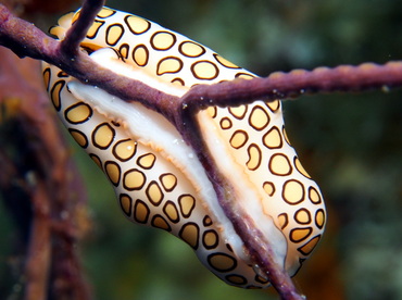 Flamingo Tongue - Cyphoma gibbosum - Turks and Caicos