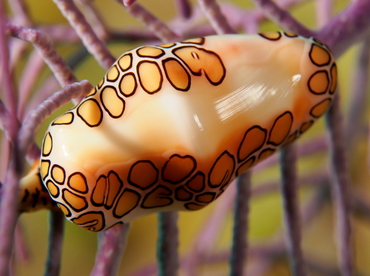 Flamingo Tongue - Cyphoma gibbosum - The Exumas, Bahamas