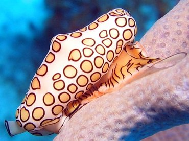 Flamingo Tongue - Cyphoma gibbosum - Turks and Caicos