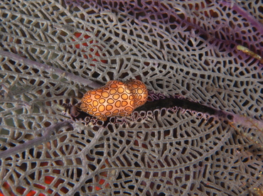 Flamingo Tongue - Cyphoma gibbosum - Palm Beach, Florida