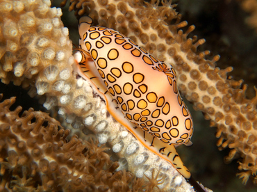 Flamingo Tongue - Cyphoma gibbosum - Cozumel, Mexico