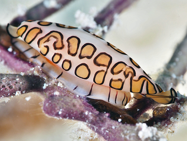 Flamingo Tongue - Cyphoma gibbosum - Turks and Caicos