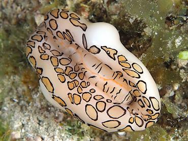 Flamingo Tongue - Cyphoma gibbosum - British Virgin Islands