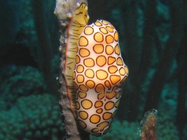 Flamingo Tongue - Cyphoma gibbosum - Roatan, Honduras