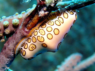 Flamingo Tongue - Cyphoma gibbosum - Nassau, Bahamas