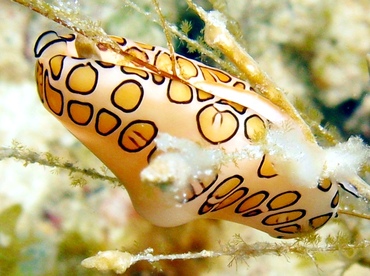 Flamingo Tongue - Cyphoma gibbosum - St Thomas, USVI