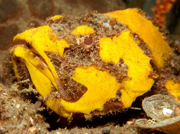 Flasher Scorpionfish - Scorpaenopsis macrochir - Lembeh Strait, Indonesia