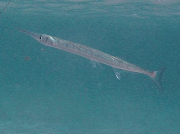 Flat Needlefish - Ablennes hians - St Kitts